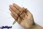 شکار بزرگترین پشه دنیا در چین